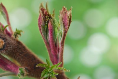 Rhus typhina 'Laciniata' - škumpa ocetná'Laciniata' - jarní pučení